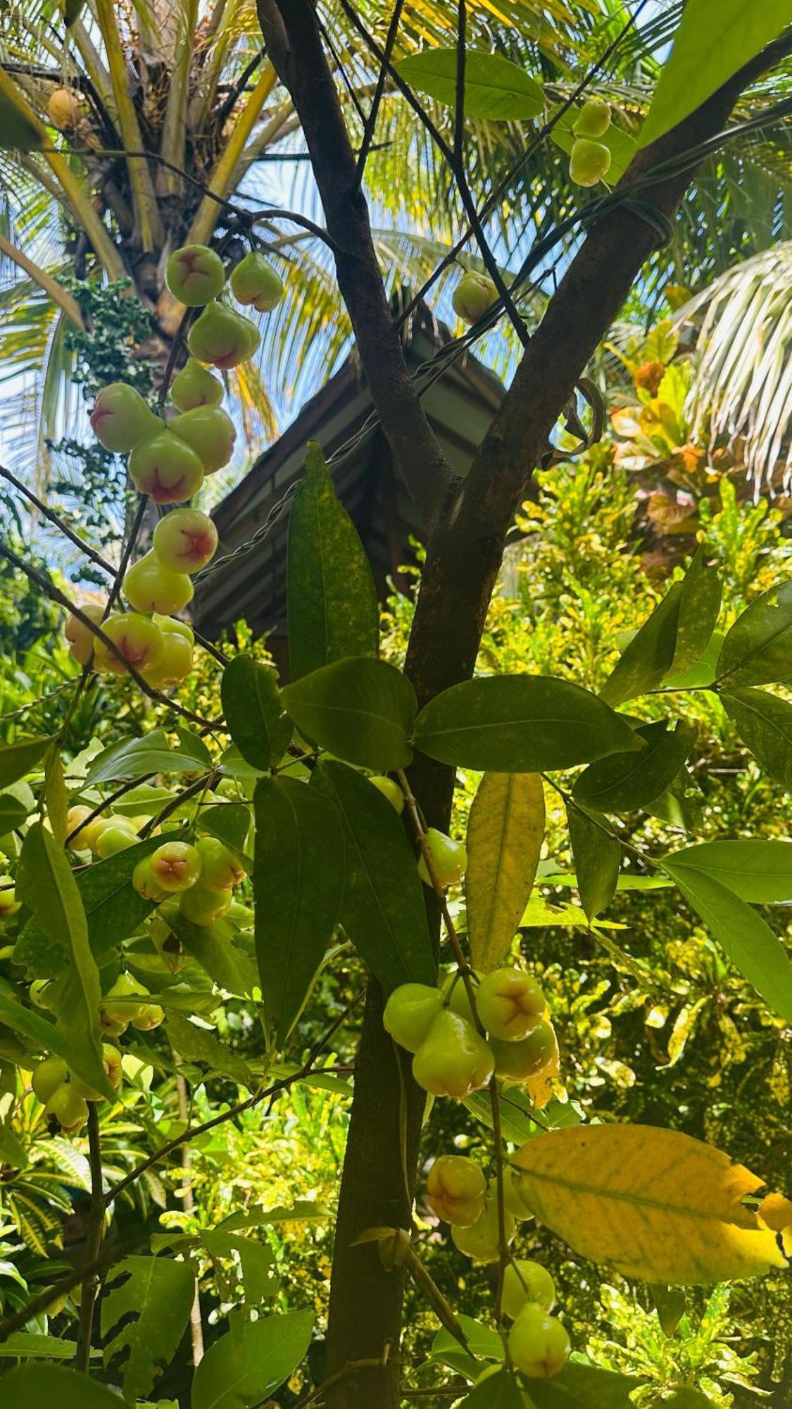 Ama Nature Cottage Sigiriya Exteriör bild